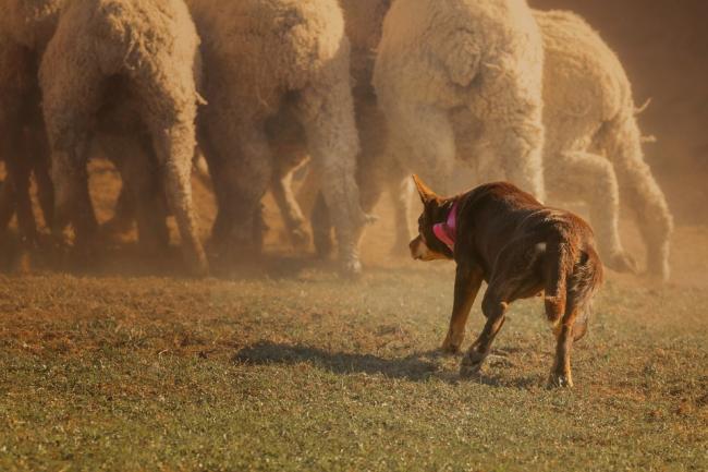 Kelpie herding a flock of sheep