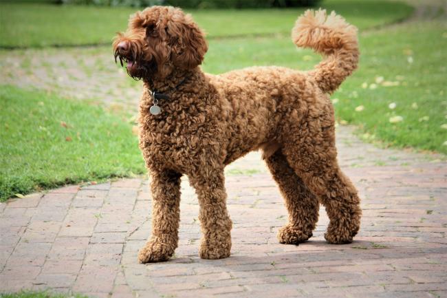 Labradoodle breeds sale