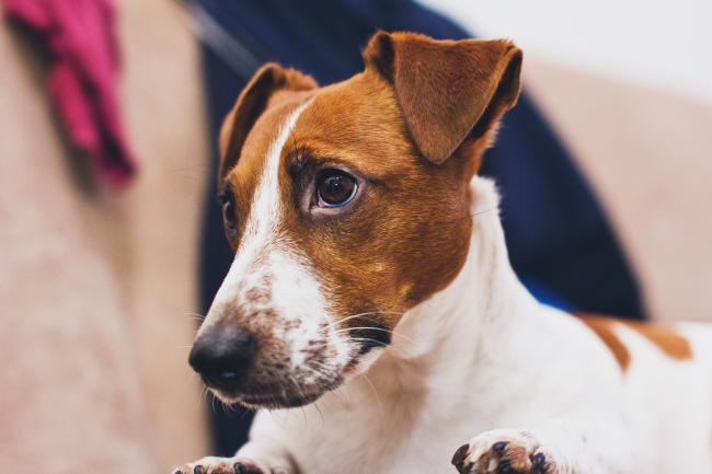 Jack Russell Terrier, Dog Breed Information