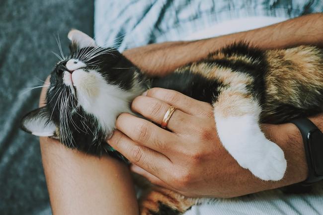 Calico cat