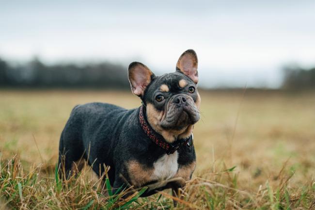 French Bulldog Dog Breed Information