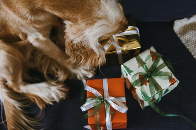 Perfect Gifts for New Puppy Parents