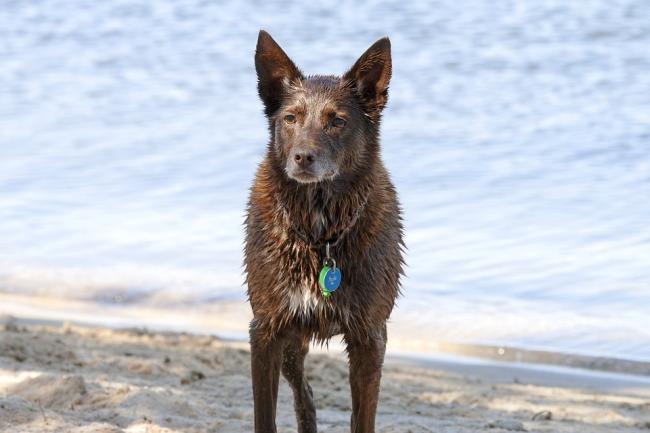 Kelpie on a beach with wet fur