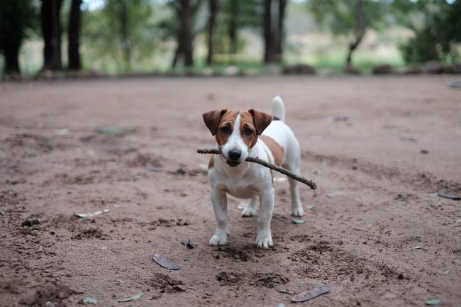 The Cheeky Jack Russell Terrier: Character & Care