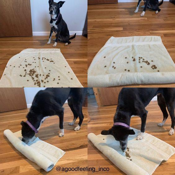 The Best Dog Enrichment Toy Is a Rolled-up Towel Filled With Treats